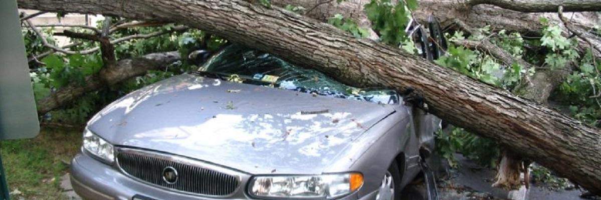 Chi Paga I Danni Di Un Albero Caduto Su Auto| CHEAUTOCOMPRO